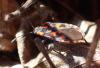 Spilostethus saxatilis